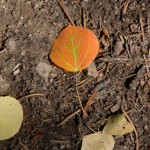 Early Aspen color, part three.