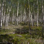 I was intrigued by the depth of this grove of Aspens, almost impossible to emulate with a photo, though I try.