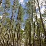 Road through the Aspens