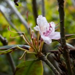 Last bloom of a Rhodedendron near Cape Perpetua.