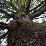 Gigantic Sitka Spruce from below. The base of this old wood was easily nine feet thick.