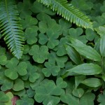 Being from a fairly dry Colorado, the amount of green in the forest was astounding. Shamrocks and Ferns.