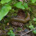 Slugs four inches long! And these aren't even the famous Banana Slugs.