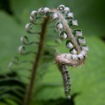 Sword Fern? 