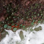 Tide Pool life