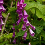 I know this is Foxglove. This one is for my Aunt Judy.