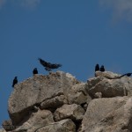 Ravens enjoying the sun