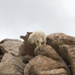 Mountain Goats