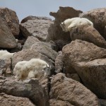 Mountain Goats