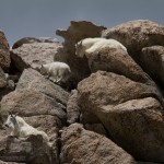 Mountain Goats