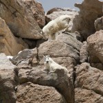 Mountain Goats