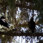 Huginn and Muginn watching us in Glenwood.