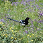 Magpie in the flowers on Vail Pass