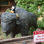 Hugsy the rebel on a bronze buffalo.