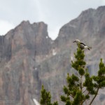 Clarks Nutcracker taking a break.