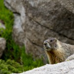 Marmot checking me out.