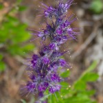 Purple Pincushion