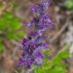 Purple Pincushion