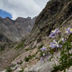 Rocky Mountain Columbine