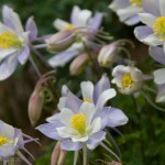 Pale variety of Rocky Mountain Columbine