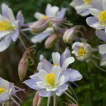 Pale variety of Rocky Mountain Columbine