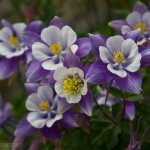 Darker Rocky Mountain Columbine