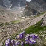 Rocky Mountain Columbine