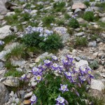 Rocky Mountain Columbine