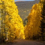 My kind of "tree lined boulevard"