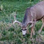 Beautiful Mule Deer buck, enjoying the unusual green foliage.