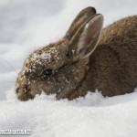 One of my backyard rabbits.