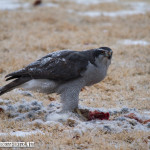 Peregrine Falcon feeding on one of the many rabbits in the park behind my house in Broomfield.