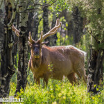 Bull Elk in spring velvet.
