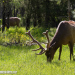 Grazing bull Elk