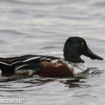 Northern Shoveler on Tom Frost reservior, Broomfield.