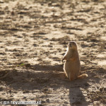 Black tailed prairie dog, Broomfield Commons open space.