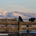 Pair of Ravens, near Louisville.