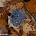 Fallen leaves in the water