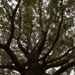 Mighty Oak tree